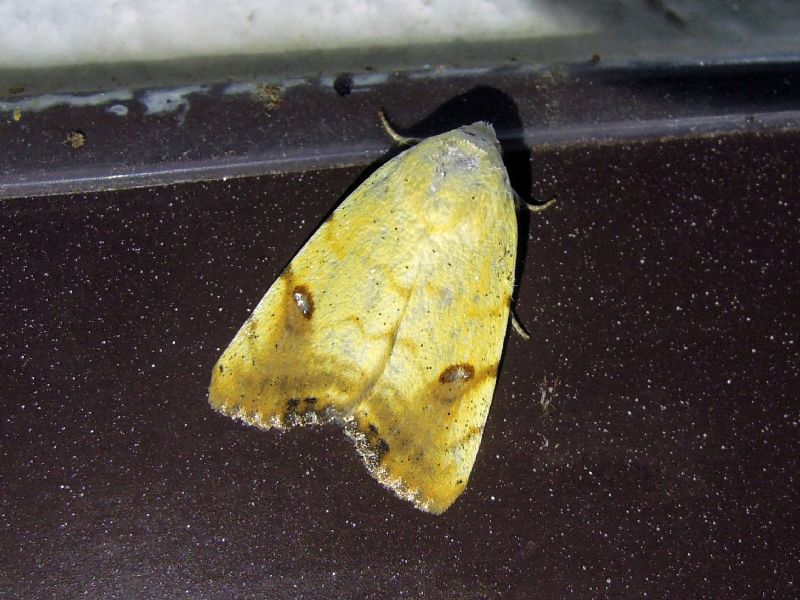 Xanthodes albago (Noctuidae)